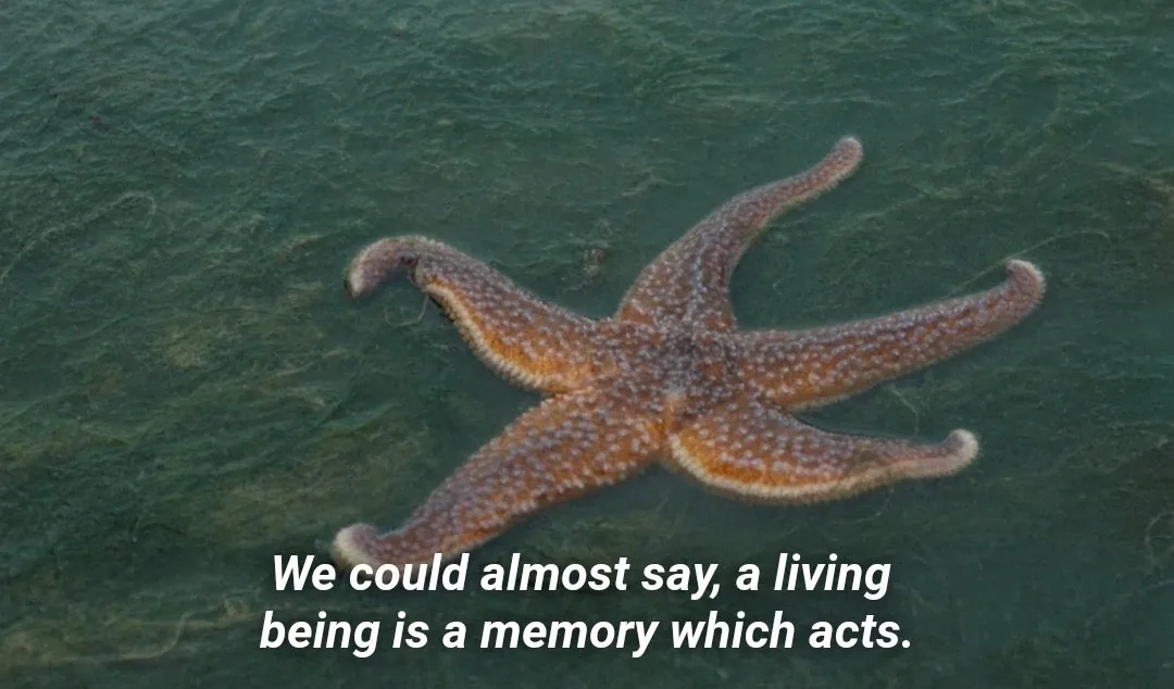 A starfish in the water with the words: We could almost say, a living being is a memory which acts.